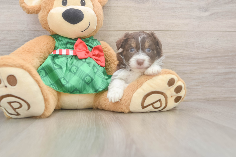 5 week old Mini Aussiedoodle Puppy For Sale - Puppy Love PR