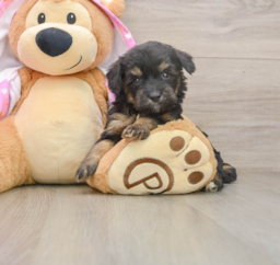 8 week old Mini Aussiedoodle Puppy For Sale - Puppy Love PR
