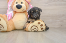 Mini Aussiedoodle Pup Being Cute