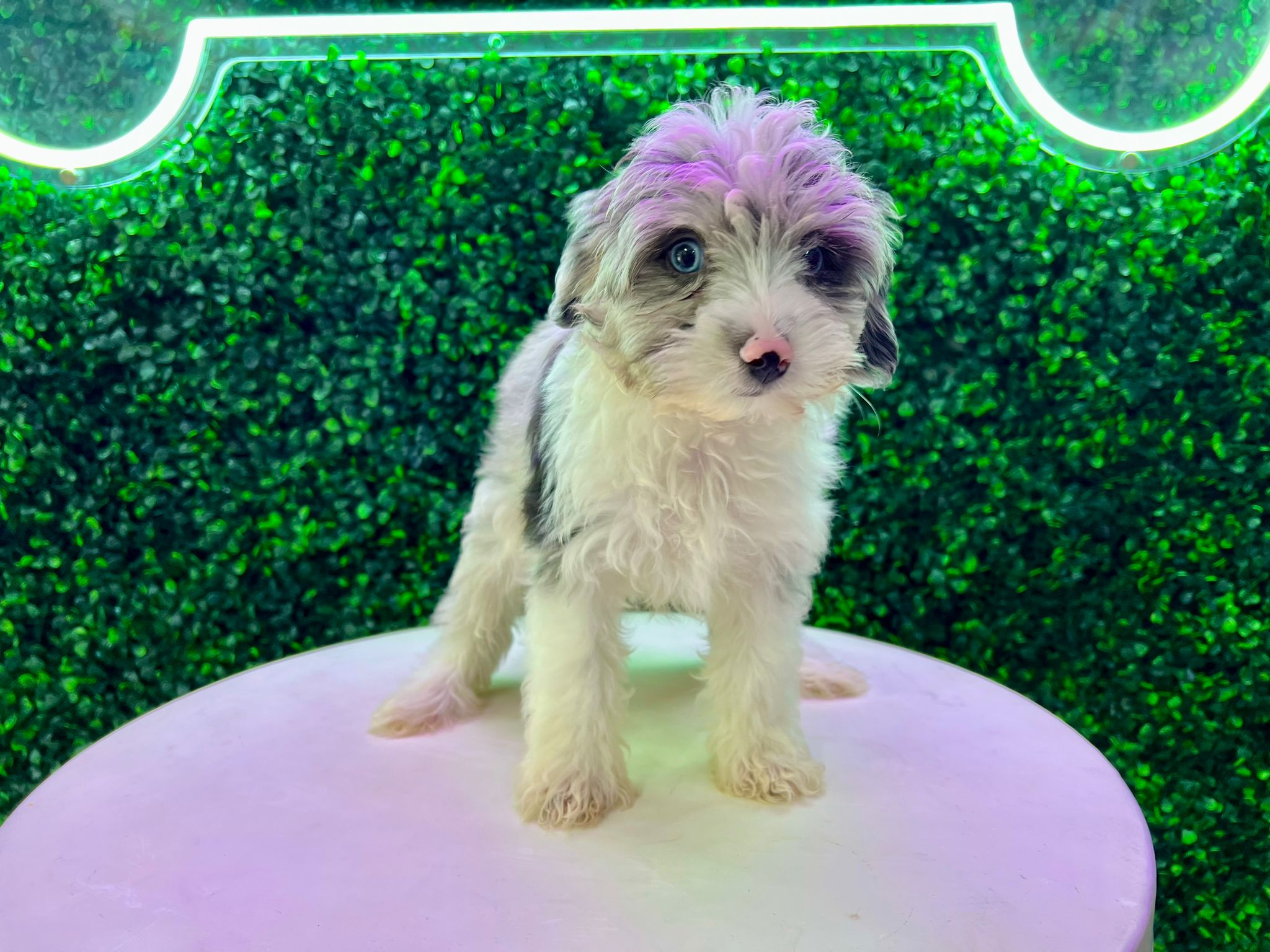Mini Aussiedoodle Pup Being Cute