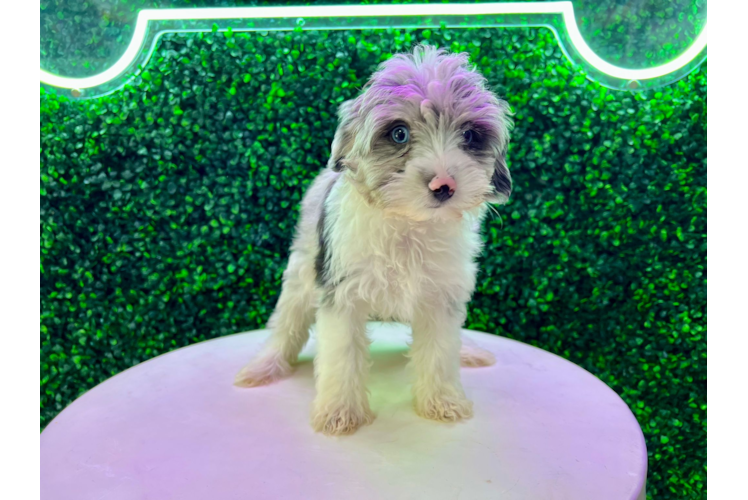 Mini Aussiedoodle Pup Being Cute