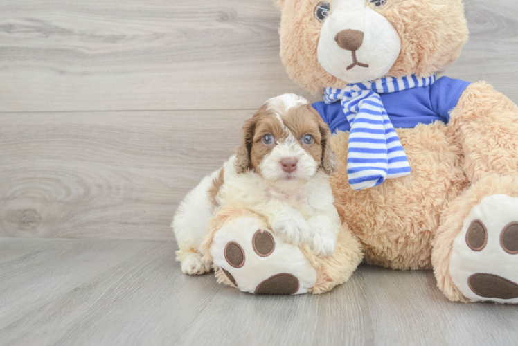 Mini Aussiedoodle Puppy for Adoption