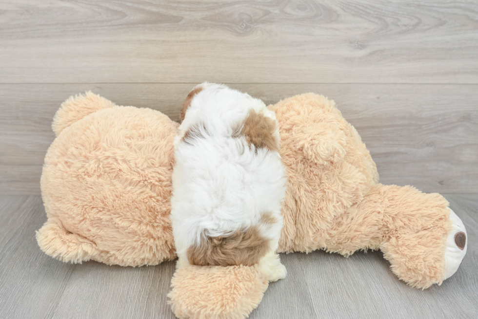 Cute Mini Aussiedoodle Baby