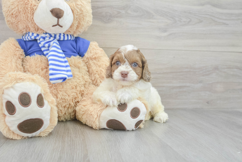Best Mini Aussiedoodle Baby