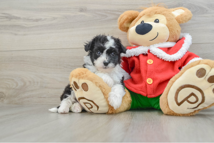 Meet Toto - our Mini Aussiedoodle Puppy Photo 1/3 - Puppy Love PR Adorable Mini Australian Shepherd X Poodle Mix Poodle Mix Puppy