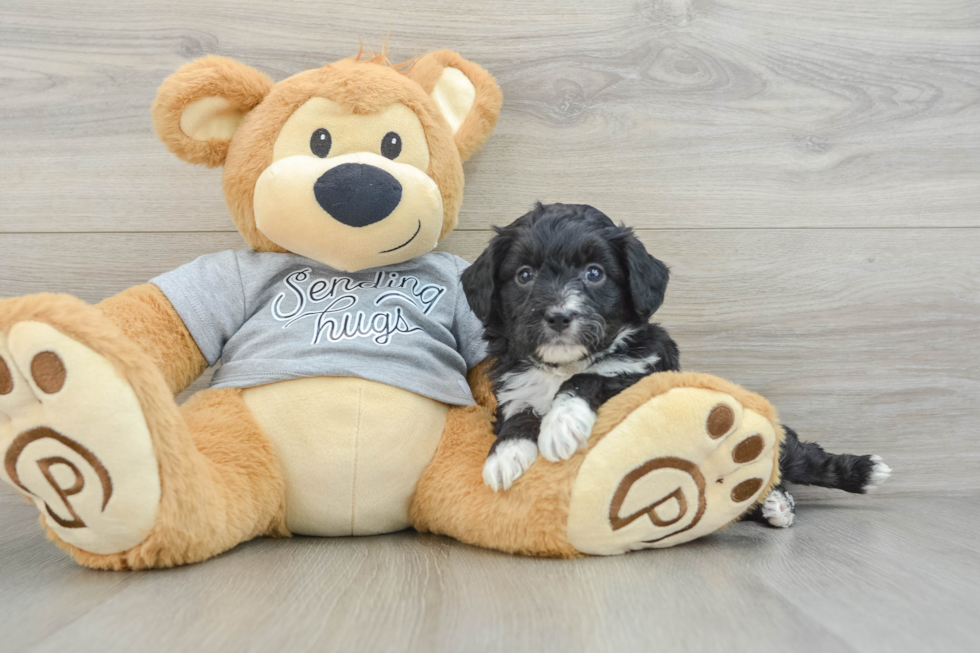 Mini Aussiedoodle Pup Being Cute