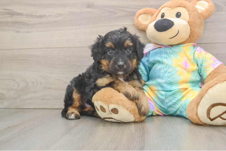 Petite Mini Aussiedoodle Poodle Mix Pup