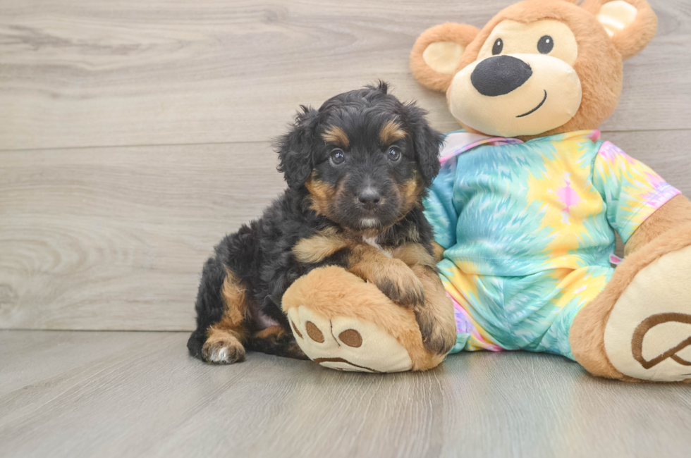 5 week old Mini Aussiedoodle Puppy For Sale - Puppy Love PR
