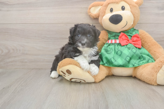 Friendly Mini Aussiedoodle Baby