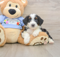 8 week old Mini Aussiedoodle Puppy For Sale - Puppy Love PR