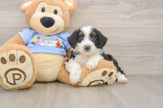 Popular Mini Aussiedoodle Poodle Mix Pup