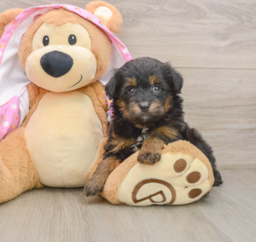8 week old Mini Aussiedoodle Puppy For Sale - Puppy Love PR