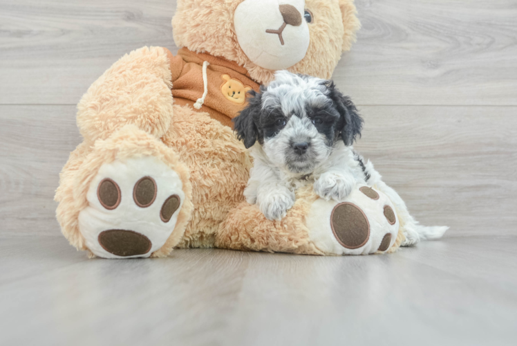 Meet Trev - our Mini Aussiedoodle Puppy Photo 1/3 - Puppy Love PR Best Mini Aussiedoodle Baby