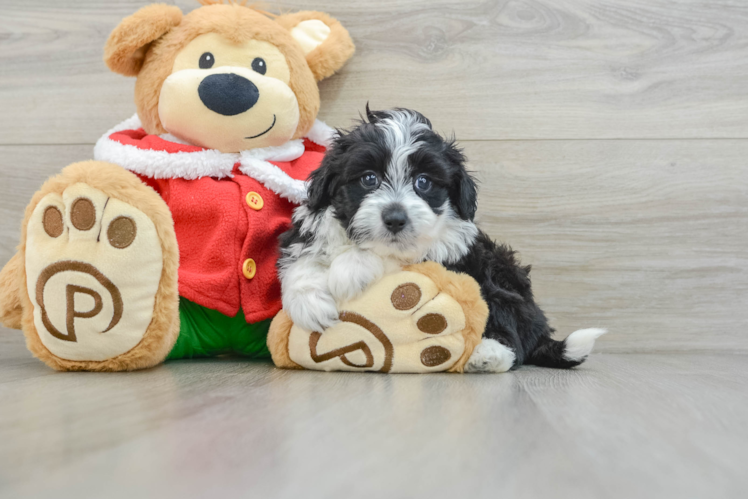 Meet Trev - our Mini Aussiedoodle Puppy Photo 1/3 - Puppy Love PR Sweet Mini Aussiedoodle Baby