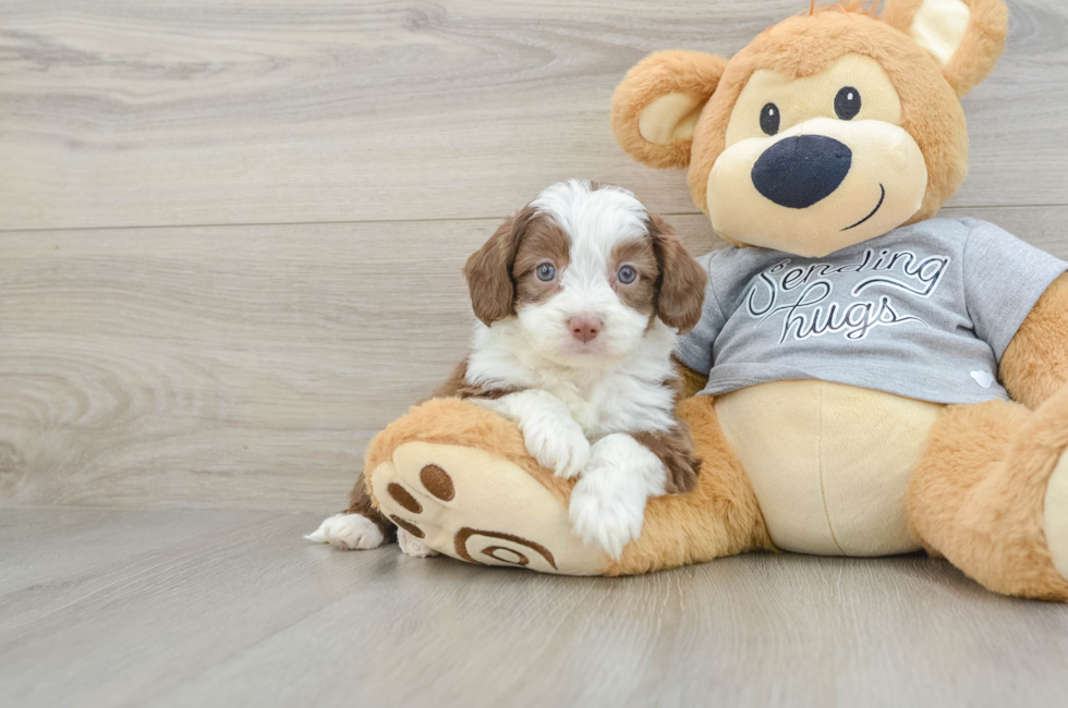 5 week old Mini Aussiedoodle Puppy For Sale - Puppy Love PR