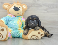 8 week old Mini Aussiedoodle Puppy For Sale - Puppy Love PR
