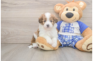 Mini Aussiedoodle Pup Being Cute
