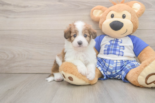 Mini Aussiedoodle Pup Being Cute