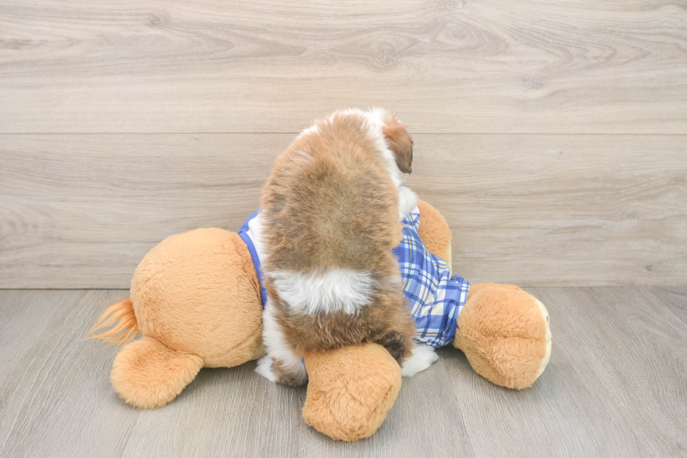 Mini Aussiedoodle Pup Being Cute