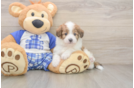 Mini Aussiedoodle Puppy for Adoption