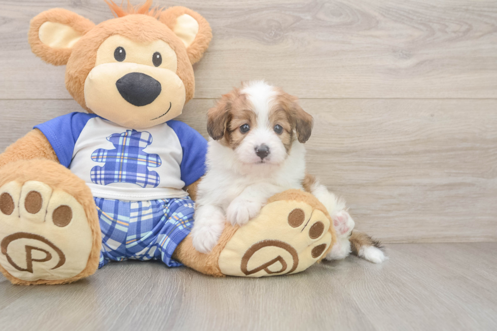 Mini Aussiedoodle Puppy for Adoption