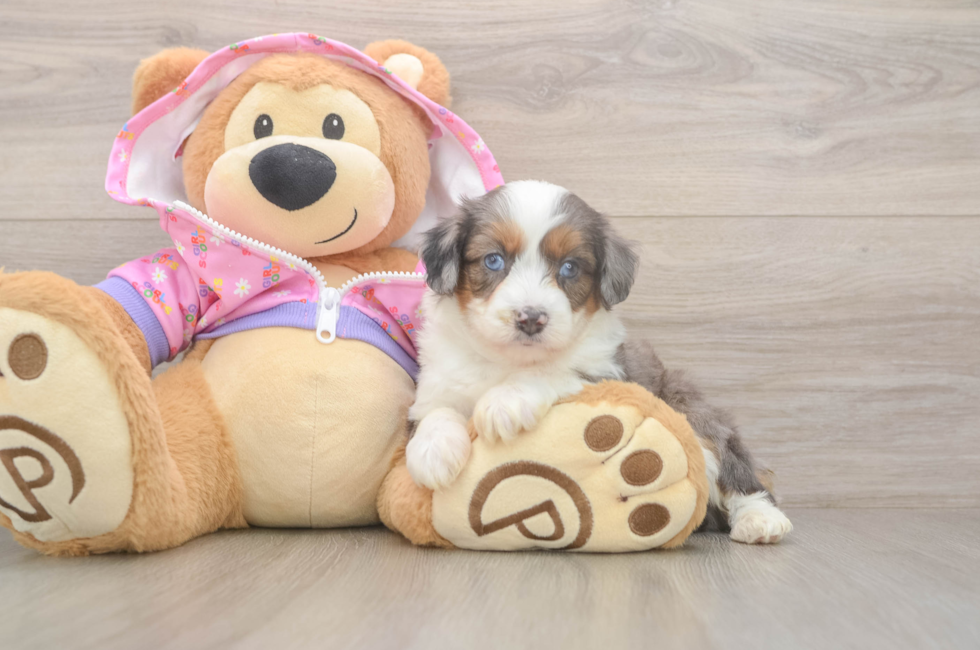 5 week old Mini Aussiedoodle Puppy For Sale - Puppy Love PR