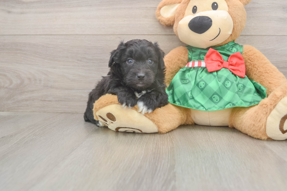 Petite Mini Aussiedoodle Poodle Mix Pup