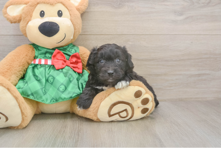 Smart Mini Aussiedoodle Poodle Mix Pup