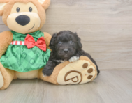 8 week old Mini Aussiedoodle Puppy For Sale - Puppy Love PR