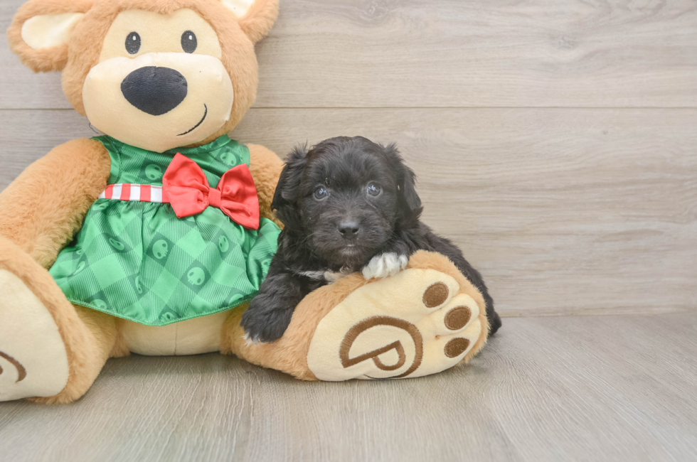 5 week old Mini Aussiedoodle Puppy For Sale - Puppy Love PR
