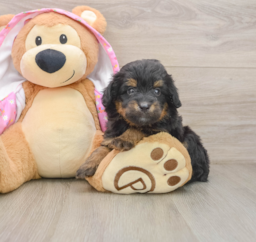 8 week old Mini Aussiedoodle Puppy For Sale - Puppy Love PR