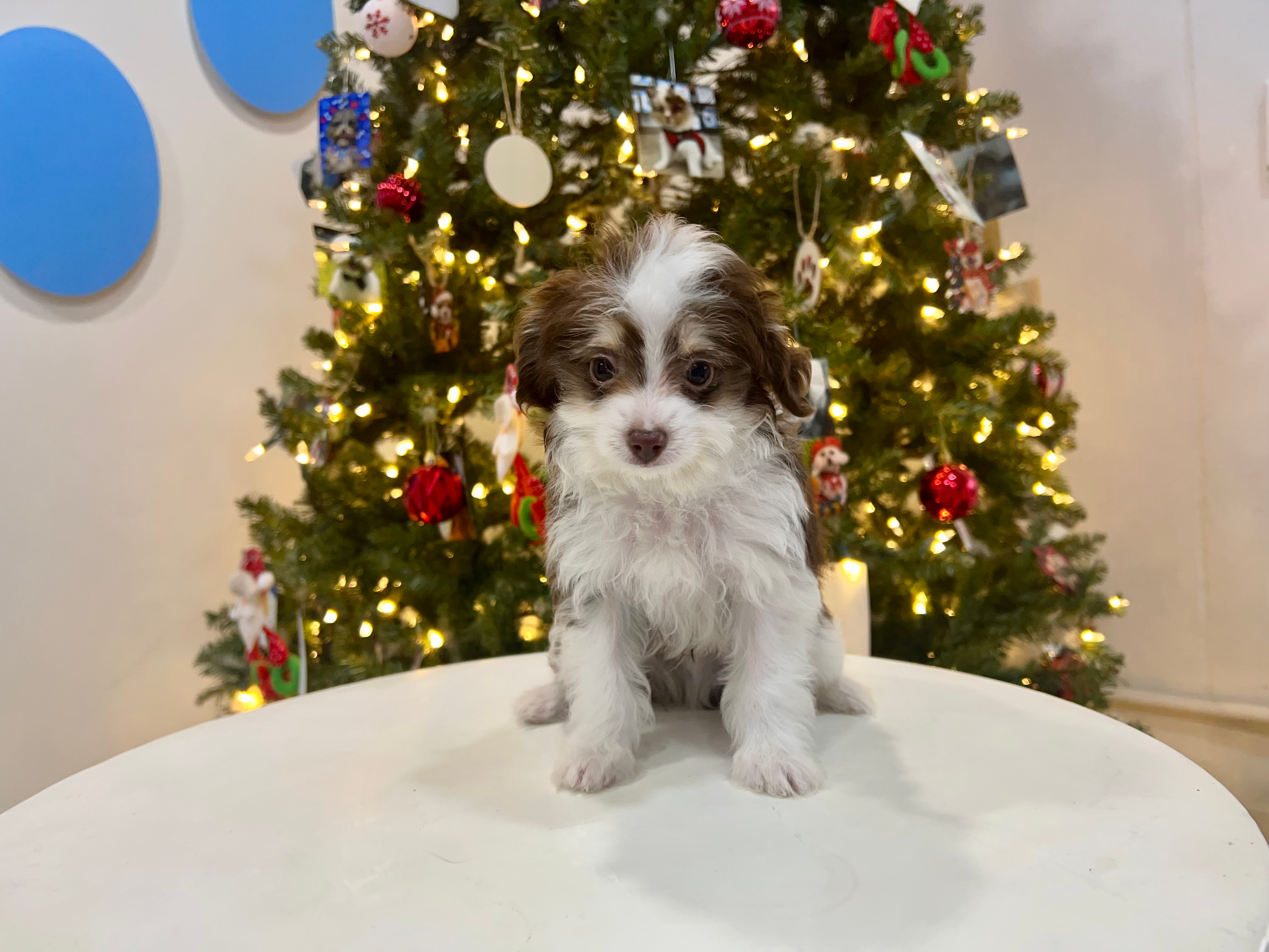Cute Mini Aussiedoodle Baby