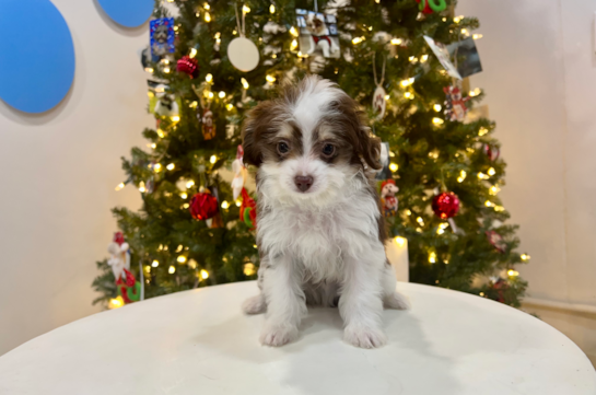 Cute Mini Aussiedoodle Baby