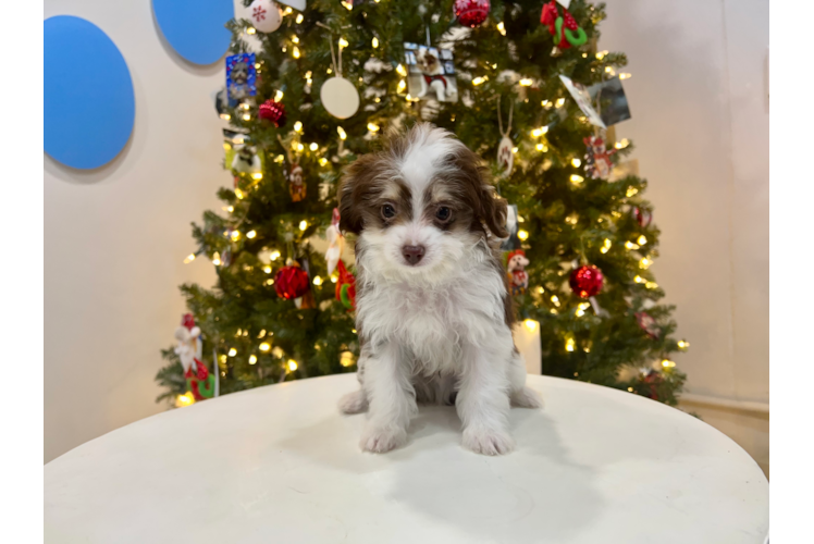 Meet Trigger - our Mini Aussiedoodle Puppy Photo 1/4 - Puppy Love PR Cute Mini Aussiedoodle Baby