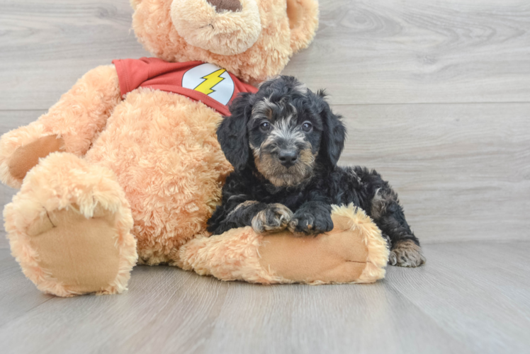 Meet Trigger - our Mini Aussiedoodle Puppy Photo 1/3 - Puppy Love PR Best Mini Aussiedoodle Baby