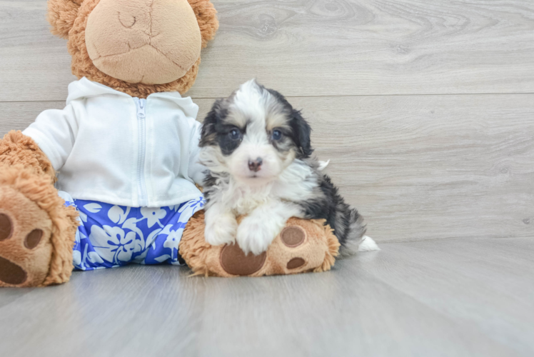 Meet Trigger - our Mini Aussiedoodle Puppy Photo 1/3 - Puppy Love PR Best Mini Aussiedoodle Baby
