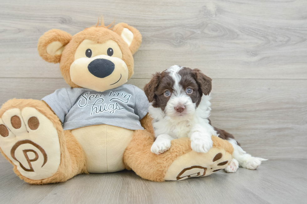 5 week old Mini Aussiedoodle Puppy For Sale - Puppy Love PR