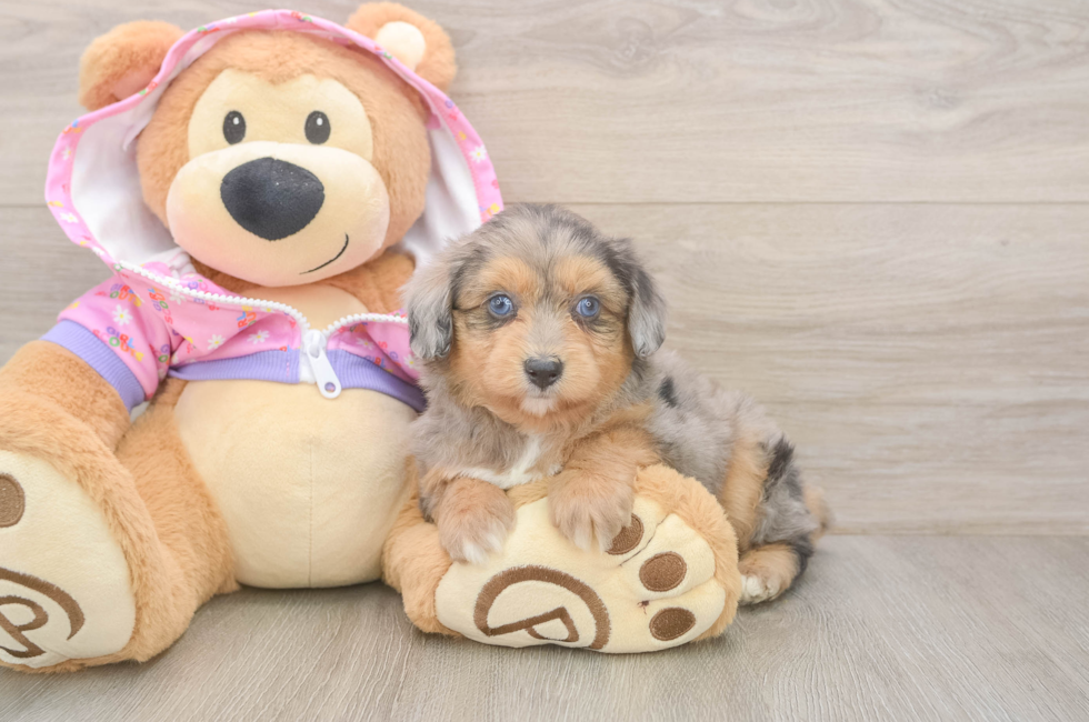 5 week old Mini Aussiedoodle Puppy For Sale - Puppy Love PR
