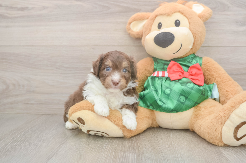 5 week old Mini Aussiedoodle Puppy For Sale - Puppy Love PR