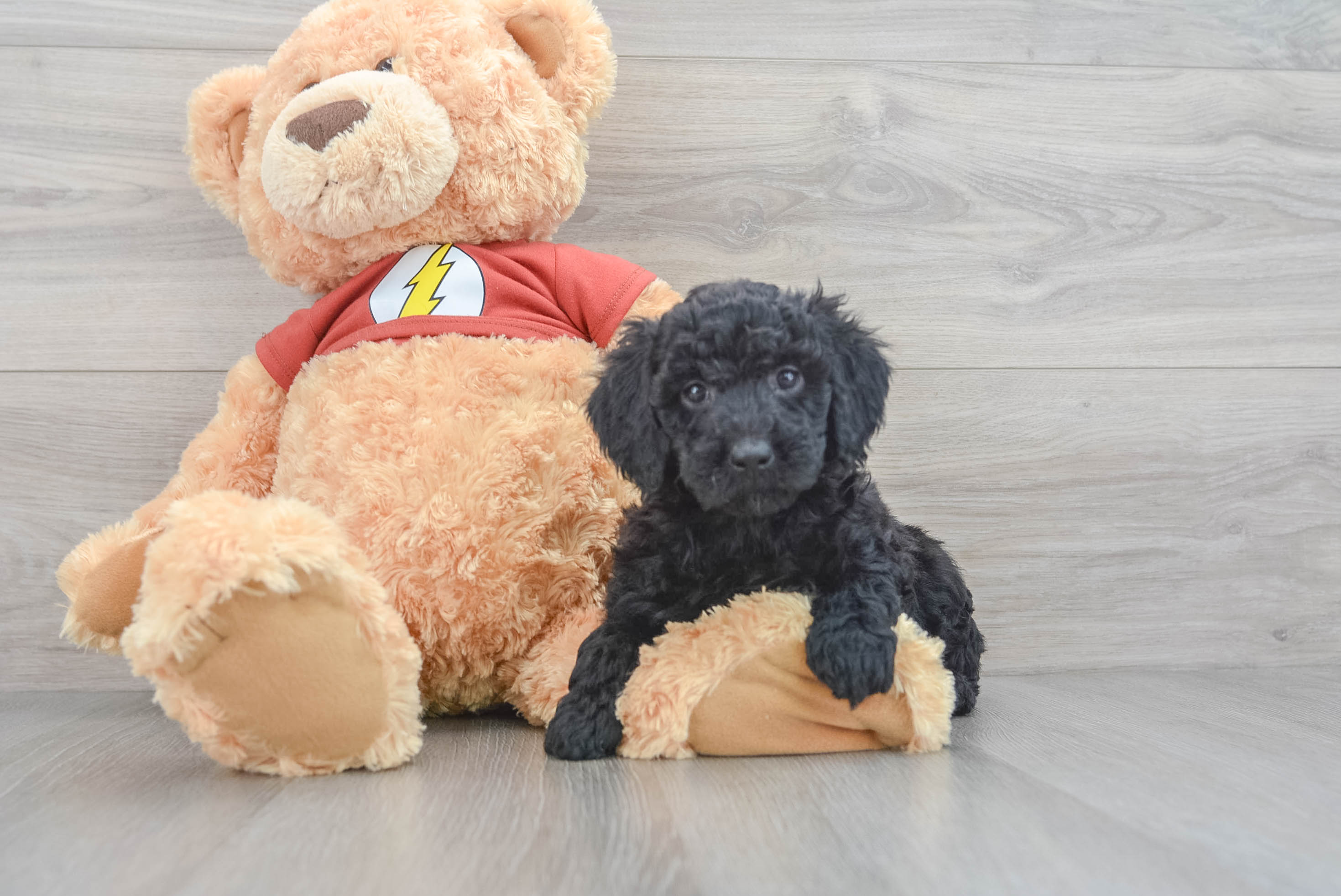Adorable Aussiepoo Poodle Mix Puppy