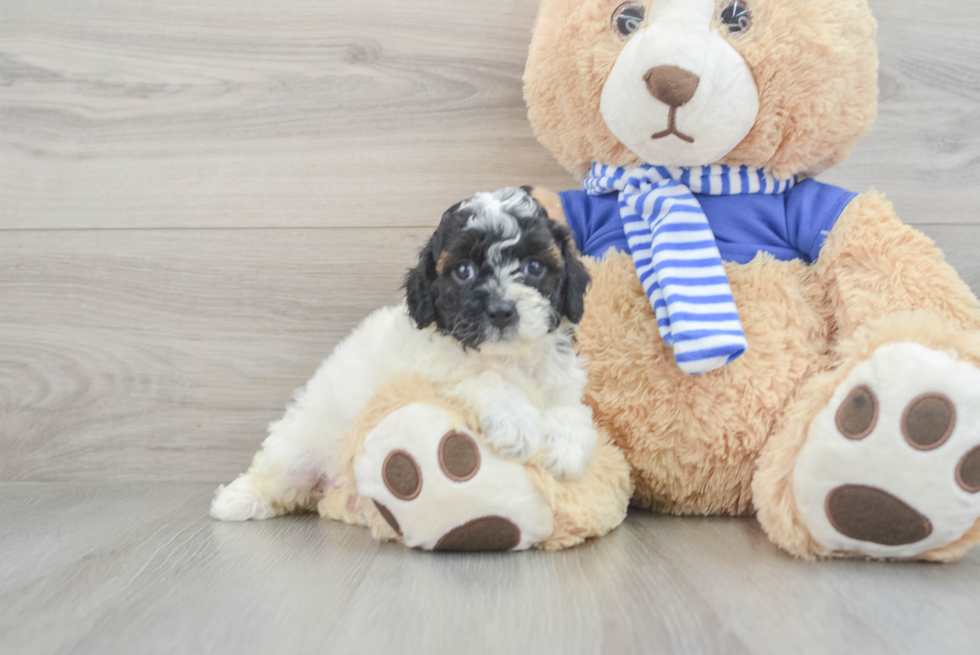 Hypoallergenic Aussiepoo Poodle Mix Puppy