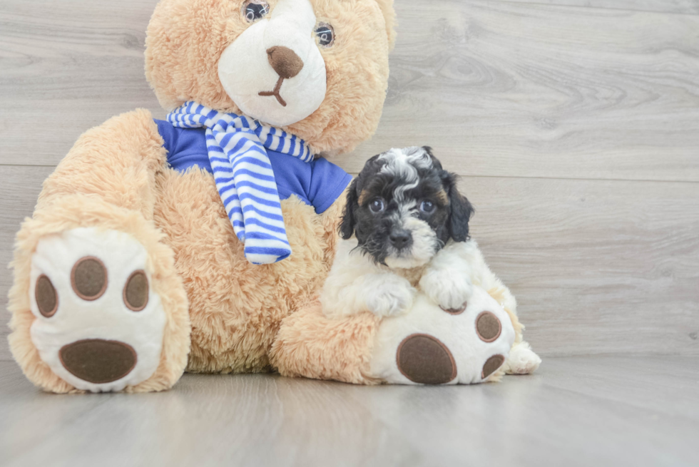 Hypoallergenic Aussiepoo Poodle Mix Puppy