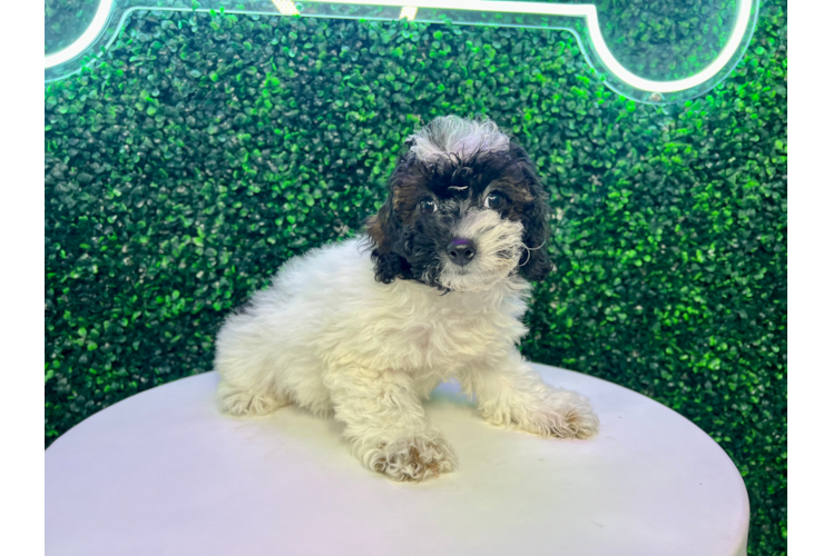 Meet Nala - our Mini Aussiedoodle Puppy Photo 1/4 - Puppy Love PR Best Mini Aussiedoodle Baby