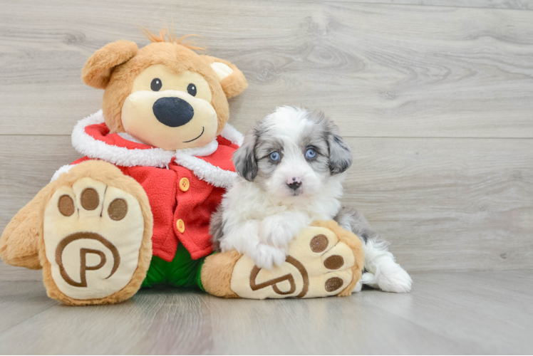 Meet Trina - our Mini Aussiedoodle Puppy Photo 1/3 - Puppy Love PR Best Mini Aussiedoodle Baby