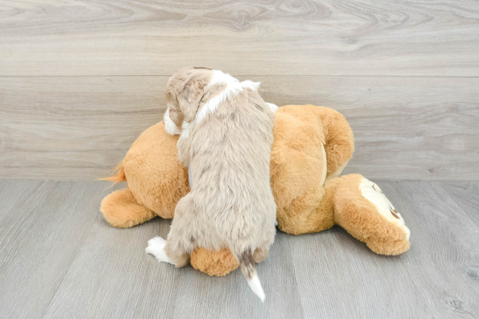 Popular Mini Aussiedoodle Poodle Mix Pup