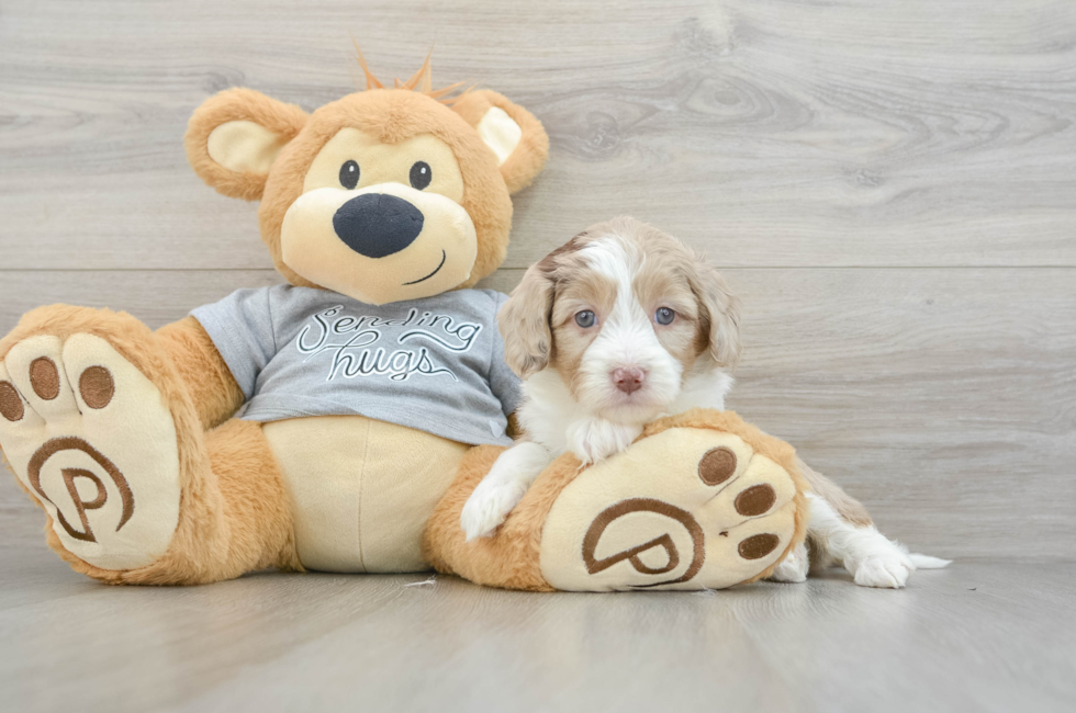 5 week old Mini Aussiedoodle Puppy For Sale - Puppy Love PR