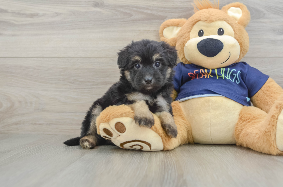 6 week old Mini Aussiedoodle Puppy For Sale - Puppy Love PR