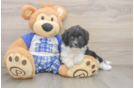 Mini Aussiedoodle Pup Being Cute