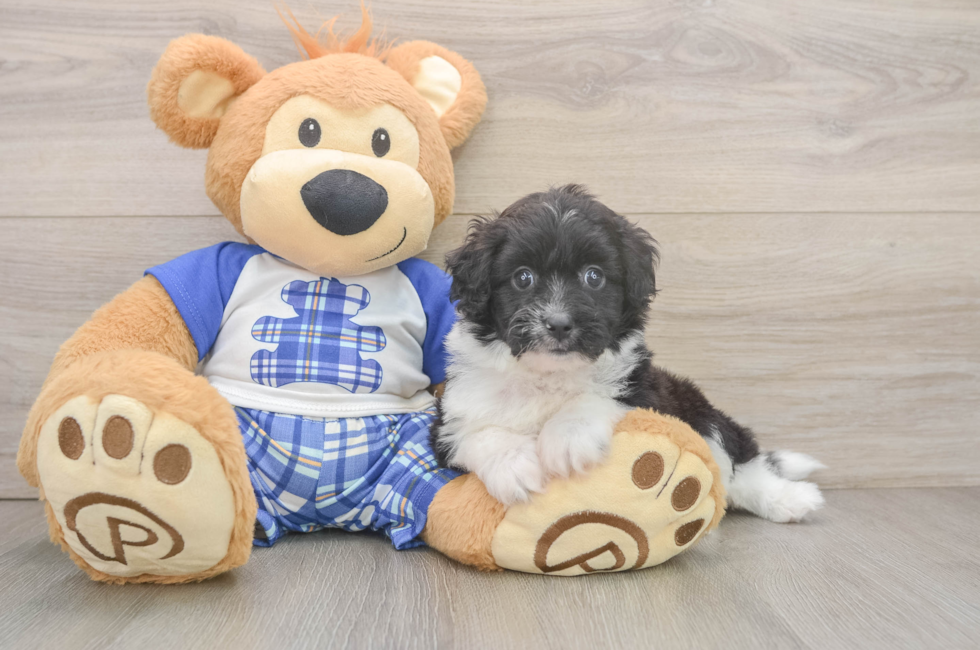 5 week old Mini Aussiedoodle Puppy For Sale - Puppy Love PR