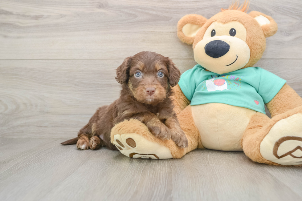Best Mini Aussiedoodle Baby